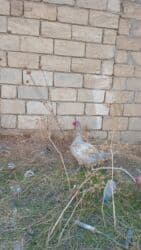 hinduşka əti qiyməti: Erkək, | Lal ördək, Ətlik — 3