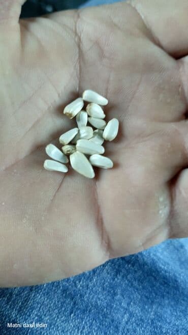 бак для воды в квартиру: Zəfəran toxumu isdəyən yazsın — 1