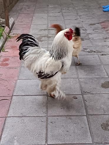 toyuq yumurtalıq: Brama xoruzu satılır cox gözəl aktiv hryvandi pəncəli xoruz (iri — 1