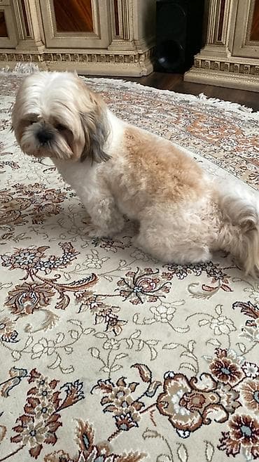 ev heyvanlari: Shi-tsu, 6 ay, Erkek, Pulsuz çatdırılma — 6