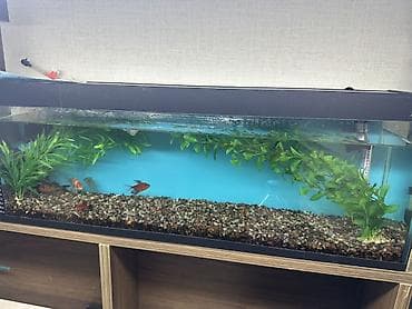 Gəmiricilər: Akvaryum komplekti – iri ölçülü şüşə akvarium və dekorasiyalar - Uzun — 2