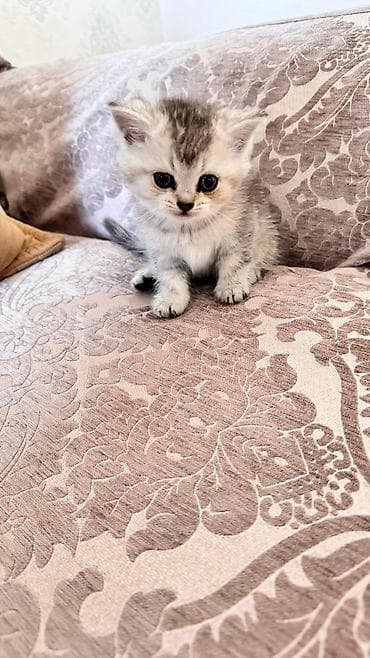 şinşilla pisik: Şinşilla — 6