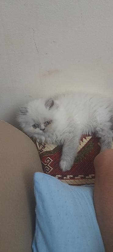 boyumeyen pisik: Britan — 4