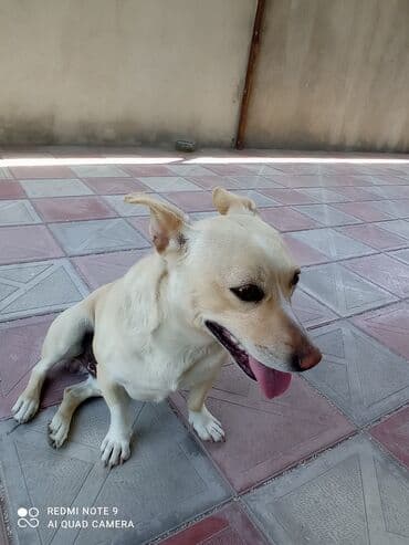 дрессировка собак баку: Salam (zvanok cütləşdirmək üçün) erkeydi çox aktiv itdi dik qulaq dik — 3