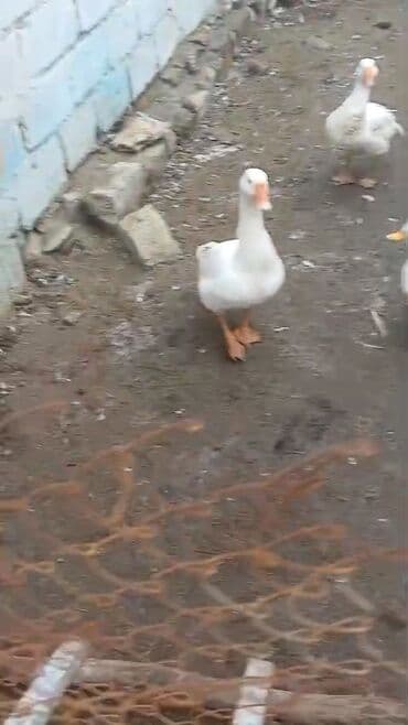 kənd colpası satışı: 2 qaz biri erkey biri dişi 2 ağ ördey 1 disi biri erkey 2 lal ördek — 2