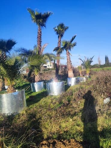 lipa ağacı: Palmalar satilir 2000nen3000manatacqeder — 7