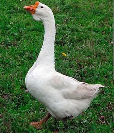 balaca pisikler: Satisda linda qazlar var balarida var yumurtasida — 1