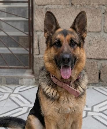 Alman çoban iti, 1 il, Dişi, Peyvəndli, Ünvandan götürmə — 1