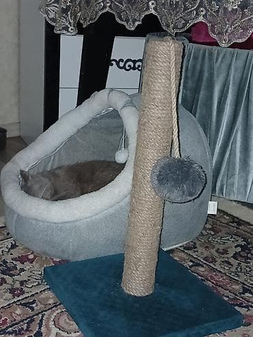 Собаки: Британская, Самец, Для вязки — 8