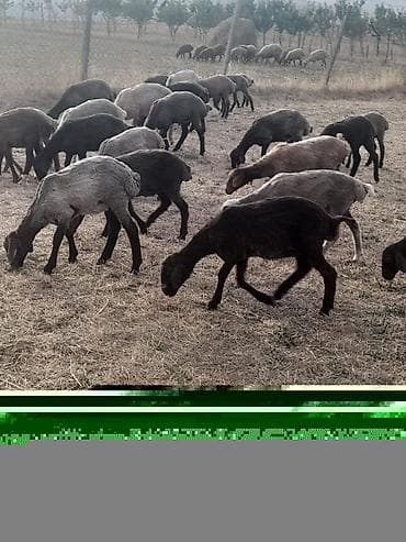 heleb kecileri satilir: 42 baş dişi quzu damazlıqa bordağa yararlı ciddi şəxslər əlaqə saxlasa — 1