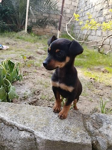 itlerin ucuz qiymete satisi: Satilir 3 ayliqdi peyvəndi bir dəfə vurulub evi və xaltasi ustundə — 4