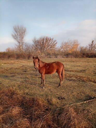 Gəmiricilər: Erkək, il: 2, Ünvandan götürmə — 6