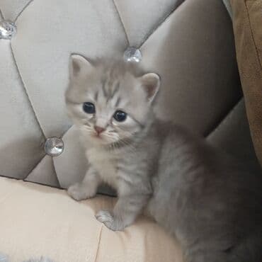 erkek pişik: Britan, Erkək — 1