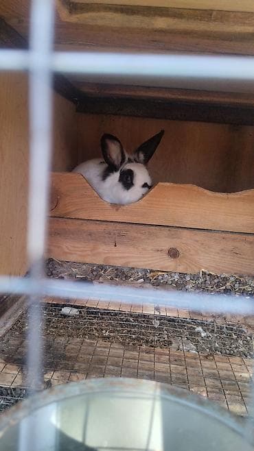 kend toyugu: Toyuq, Broyler, Ətlik — 6