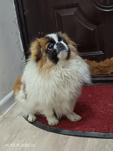 şpits itleri: Pekines — 3