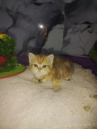 tovuz quwu: Britan — 9