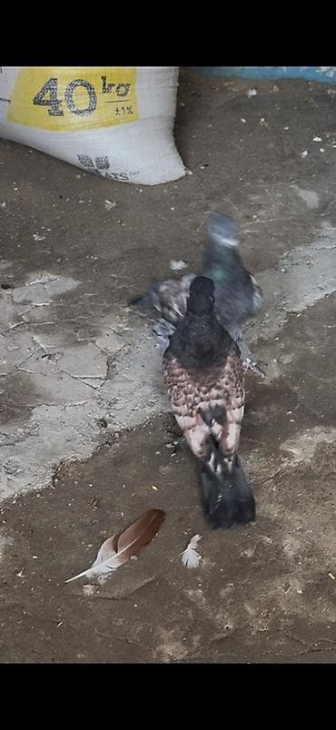 danışan quş: Bir cut hunkari balalar sahiblendirilir — 4