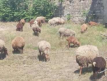 ağ xaski: Qoyun sürüsü satılır - Növ: yerli ətlik-yunlu qoyunlar (qarışıq — 2