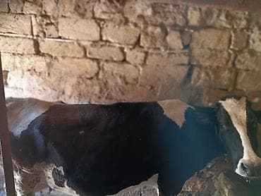 Dişi, Holsteyn, il: 5, 300 kq, Südlük, Ünvandan götürmə