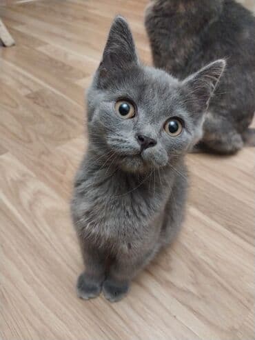 британская кошка цена в баку: Самец, В добрые руки, Самовывоз — 2