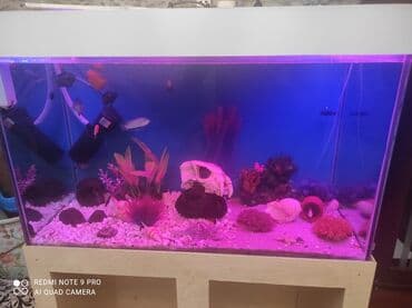 SİM-kartlar: Dördbucaq akvarium, 350 l, Ünvandan götürmə, Ödənişli çatdırılma — 1