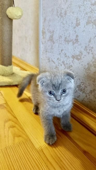 keci balası: Şotland yastı qulaq, Dişi — 6