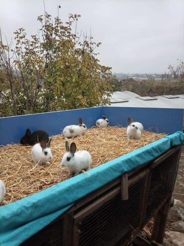 Грызуны: Məhsul: Dekorativ ev dovşanları (bir neçə rəng və naxışda) Təsvir: - — 1