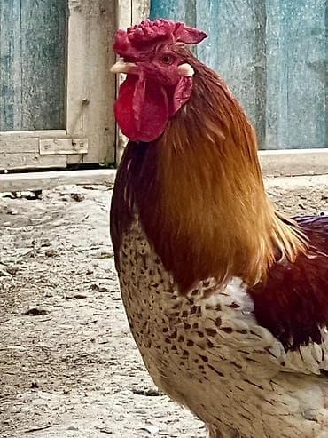 kanada sortu hinduska: Salam turk sortu xoruzdu, yeni yumurtasini Bursadan getirmisem burda — 3