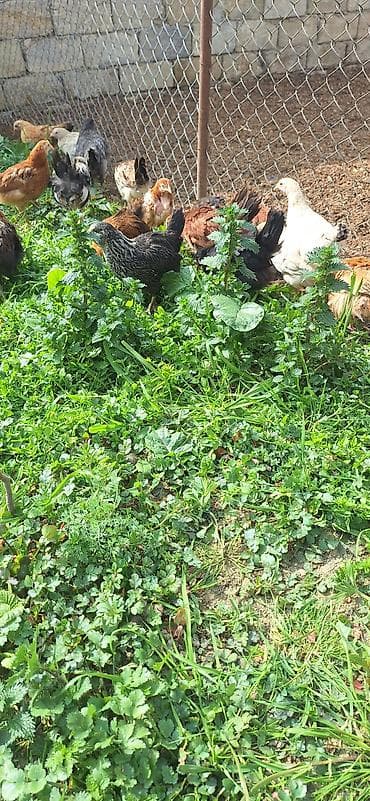 toyuq sortlari: Toyuq cücələri, Damazlıq, Ödənişli çatdırılma — 6