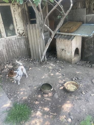 wortex su filteri: Kiçik ölçülü it evi – it üçün taxta budka - Material: qalın taxta — 6
