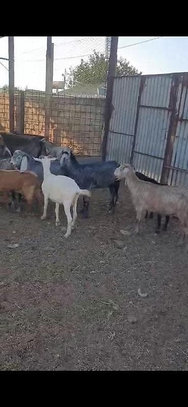 ereb kecisi: 15 baş dişi keçilər satılır südlükdürlər real alıcılar narahat etsin — 6