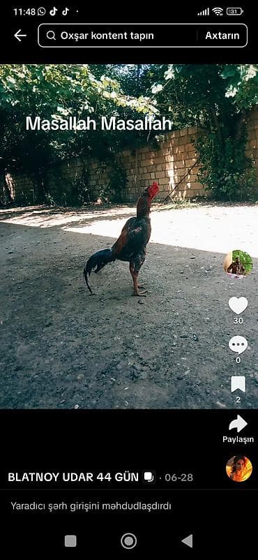 Məhsul: cins xoruz (oyun tipli) 5 defe udub cins axdar döyüş Xoruzu