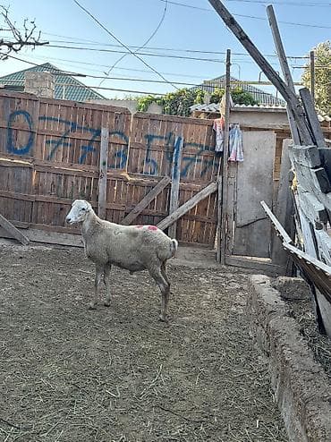 mal satisi: Quzu, Erkək, ay: 8, 30 kq, Ətlik, Ünvandan götürmə — 5