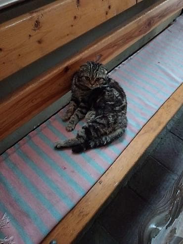 piwik sekilleri: Şotland, Erkək — 3