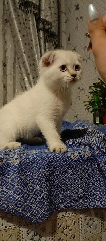 Pişiklər: Şotland, Erkək, Dişi, Yaxşı əllərə, Ünvandan götürmə, Ödənişli çatdırılma — 5