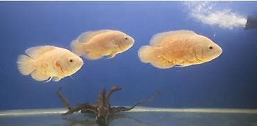 it evi satilir: Oskar balığı — 2