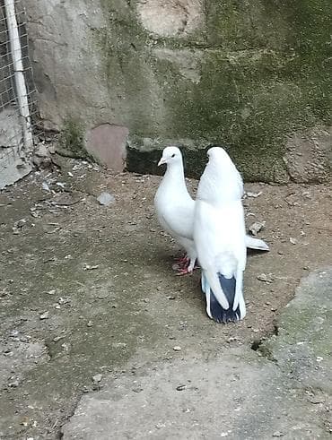 dekorativ quslarin satisi: 10,15,40m satilir riyal alici yiqsin — 10