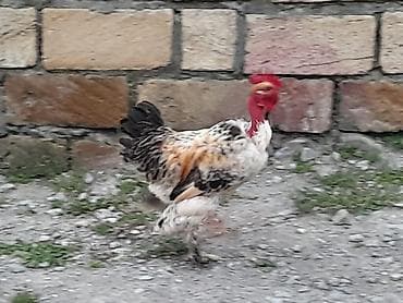 Barama sorrtu Xoruz.Avqusda olubdu.Qiymet 25m.Unvan -Şəki