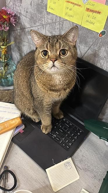 pişim: Britan, Erkək — 4