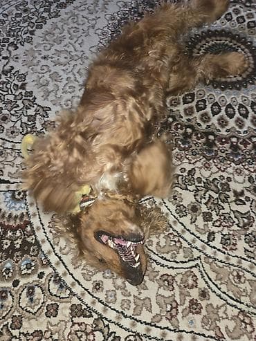 Gəmiricilər: Koker spaniyel — 3