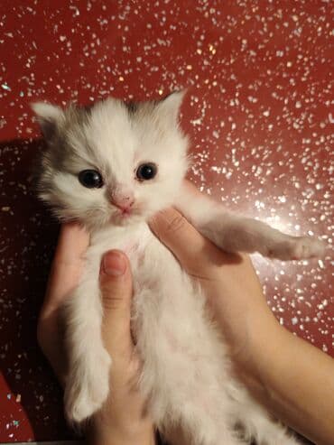 Gəmiricilər: Yaxşı əllərə — 4