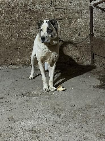 ev iti cinsleri: Alabay, Erkek — 4