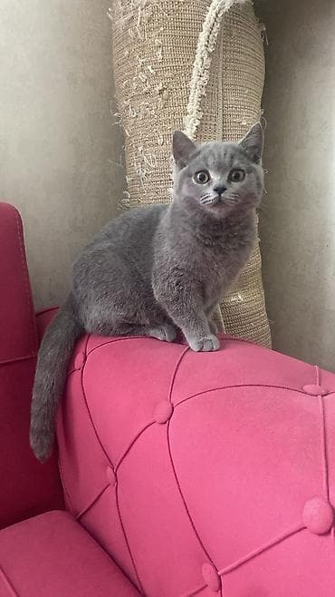 Britan, Dişi, Yaxşı əllərə, Ünvandan götürmə, Pulsuz çatdırılma, Ödənişli çatdırılma