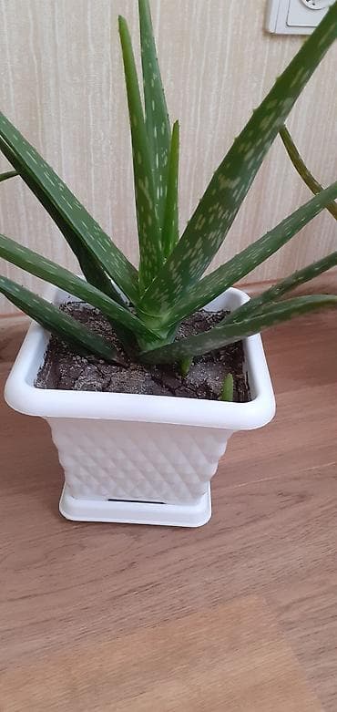 abs plastik: Aloe Vera – otaq bitkisi - Növ: Aloe vera (sukkulent) - Qab — 3