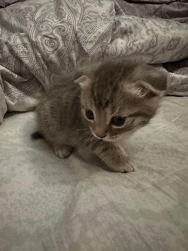 balaca itler satilir: Şotland yastı qulaq — 2