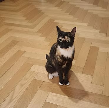 Erkək, Dişi, Yaxşı əllərə