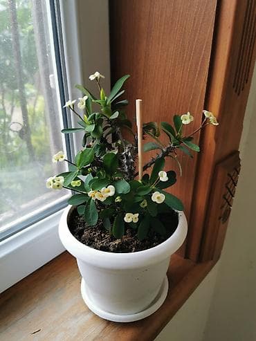 etirsah bitkisi: Evdaxili saksı bitkisi – Euphorbia milii (Tikanlı tac). - Ağ rəngli — 2