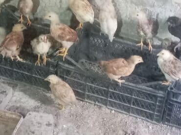 чау чау цена в баку: Tam saglam kənd cücələri 2. 50 az tobdan — 1