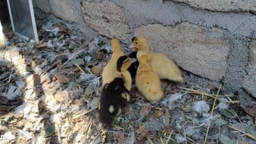 дом для собак: Ördəklər — 1