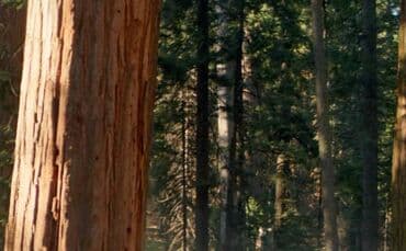 kala gülünün faydaları: Xalça — 1